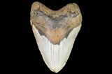 Large, Fossil Megalodon Tooth - North Carolina #75531-2